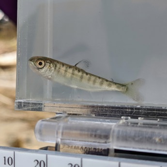 Juvenile Salmon Survey