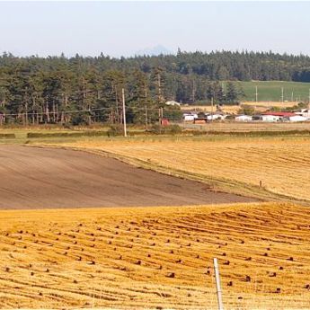 Ebey's Prairie Bioswale