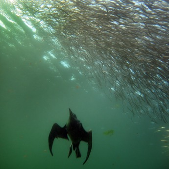Forage Fish Survey
