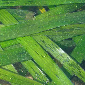Eelgrass Survey