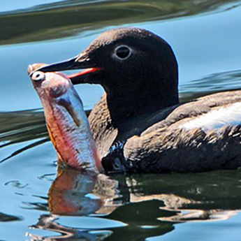 Pigeon Guillemot Survey