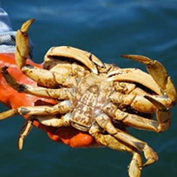 Dungeness Crab
