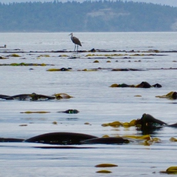 Bull Kelp Monitoring